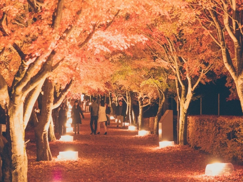 もみじ祭り～心静かに紅葉を観る会～