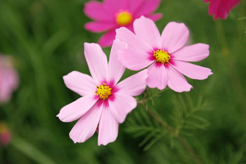 コスモス（秋桜）の色別の花言葉・ピンク
