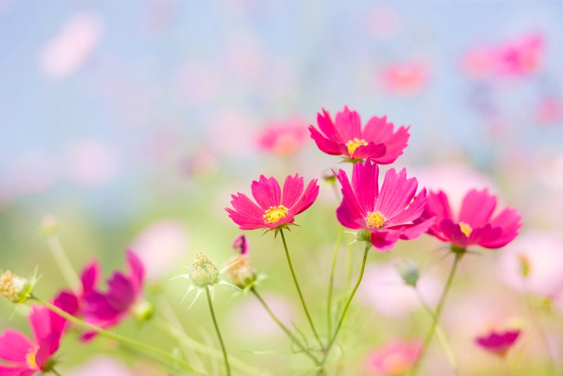 コスモス（秋桜）の色別の花言葉・赤