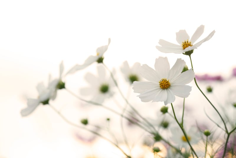 コスモス（秋桜）の色別の花言葉・白