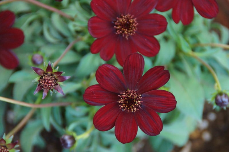 コスモス（秋桜）の色別の花言葉・チョコレートコスモス