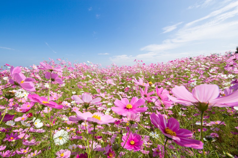 コスモス（秋桜）はいつの誕生花？