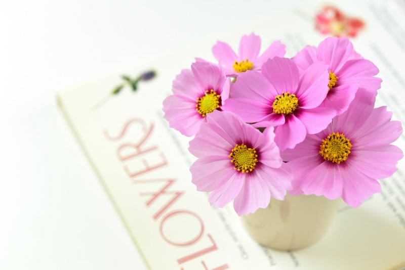 コスモス（秋桜）の基本データ