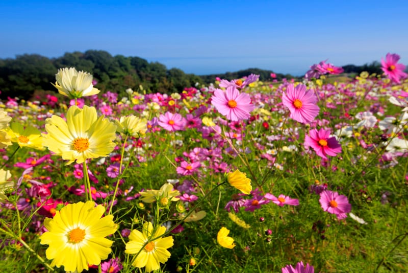 コスモス（秋桜）の関連情報