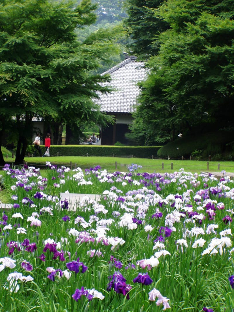 本堂後庭園に咲くハナショウブ