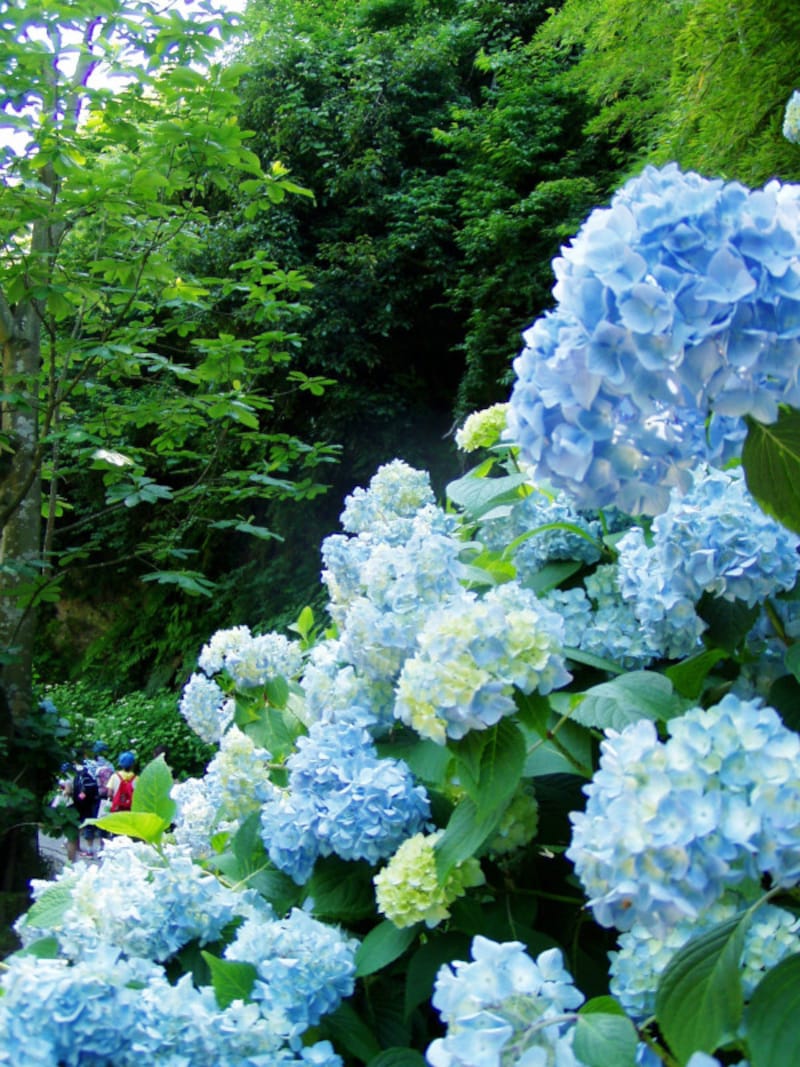 明月院に咲くのは日本古来のヒメアジサイ
