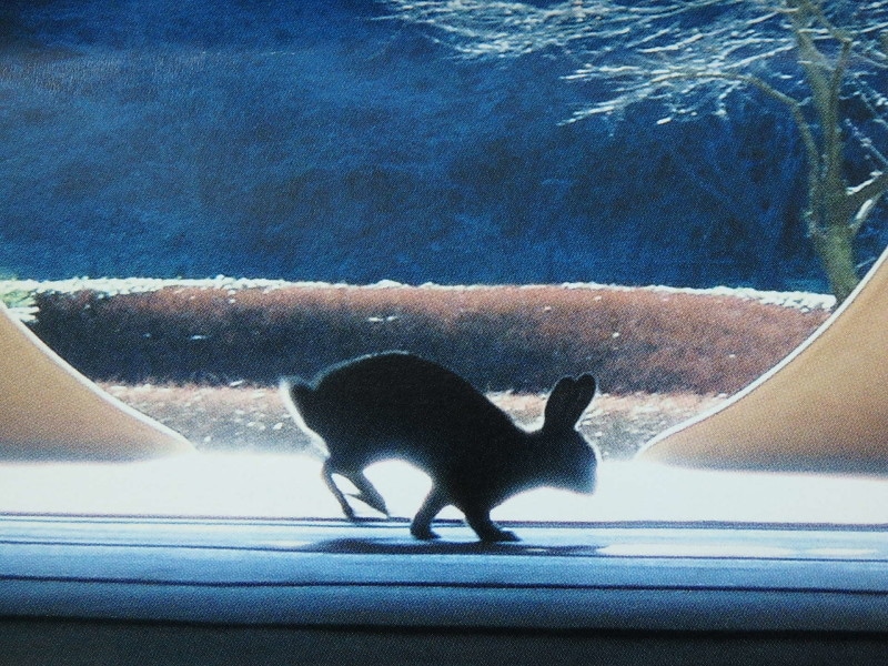 明月院パンフレット表紙の写真のウサギ