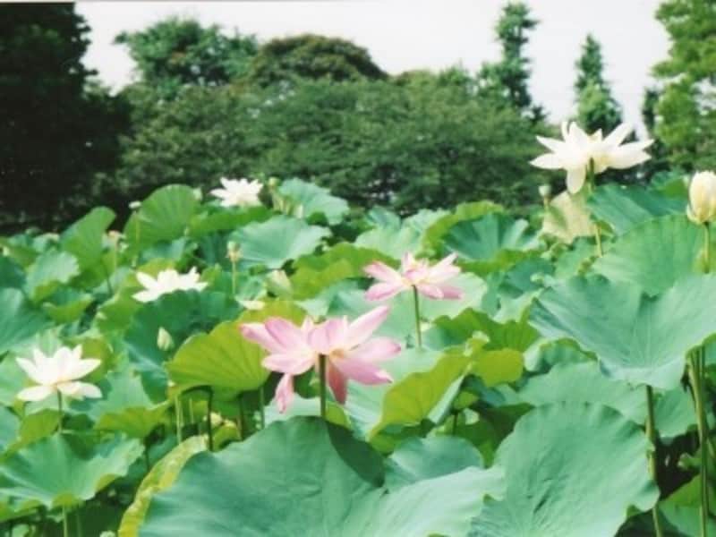 源平池に咲くハス(夏季)