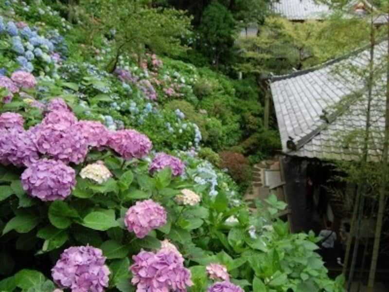 6月にはアジサイが境内を鮮やかに染め上げます