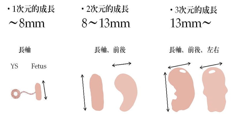 妊娠初期の頭殿長(CRL)の成長の様子