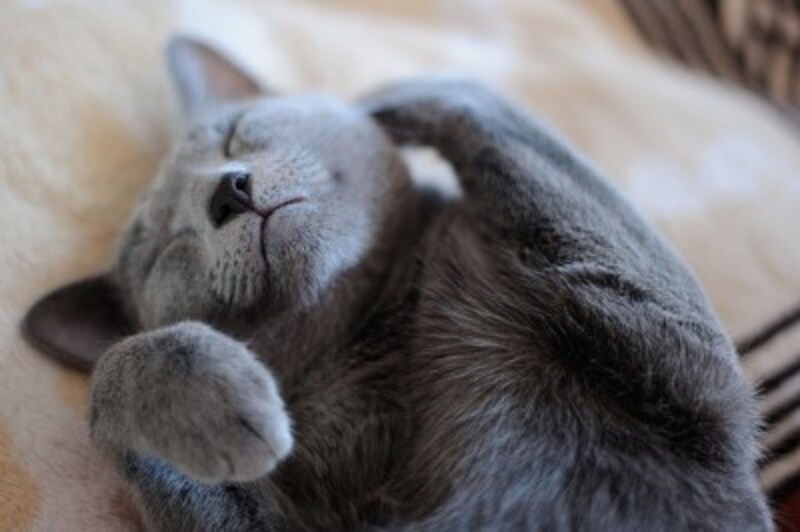 猫用ベッドおすすめ10選 性格や年齢に合った選び方 猫 All About 猫用ベッドおすすめ10選 性格や年齢に合った選び方 猫 All About