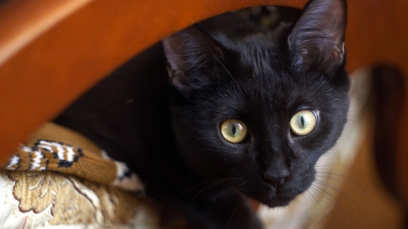 黒猫