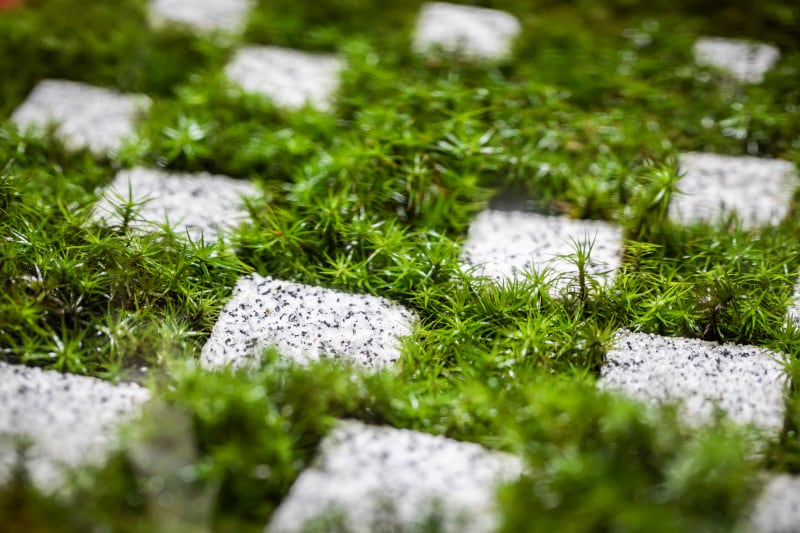 本坊庭園の北庭のコケ寺リウム