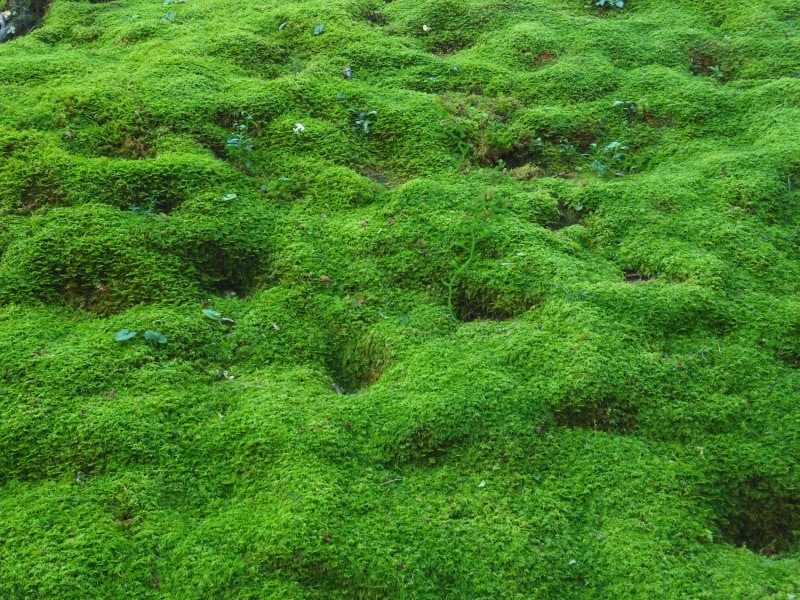 常寂光寺の厚みのある苔庭
