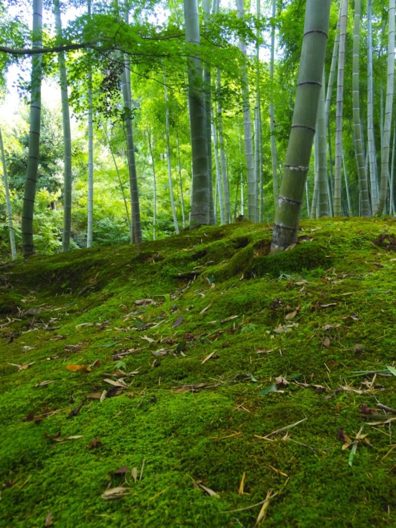 竹常寂光寺の林の苔庭