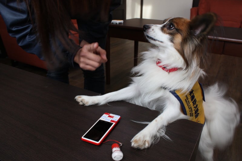 聴導犬（メールの着信音）