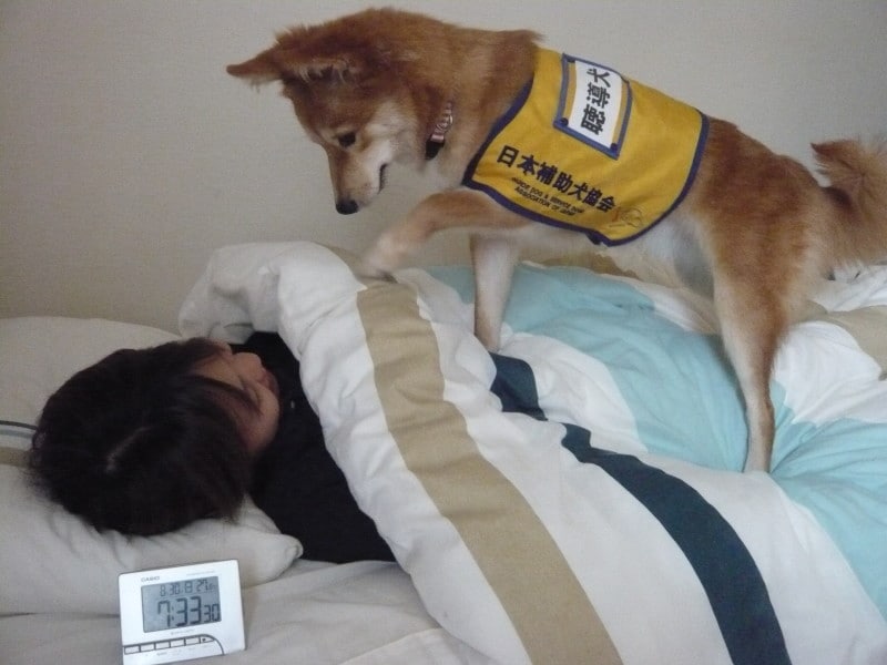 聴導犬（目覚ましの音）