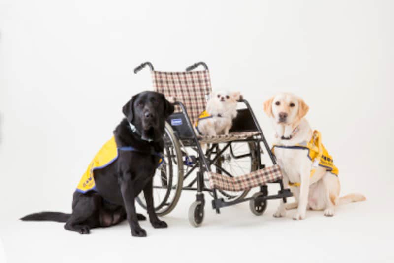 聴導犬ってどんな犬 仕事や向く犬種 訓練 その一生 犬 All About 聴導犬ってどんな犬 仕事や向く犬種 訓練 その一生 犬 All About