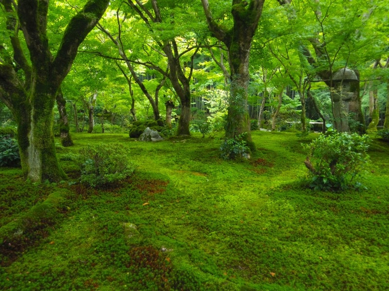 圓光寺の苔庭・十牛之庭