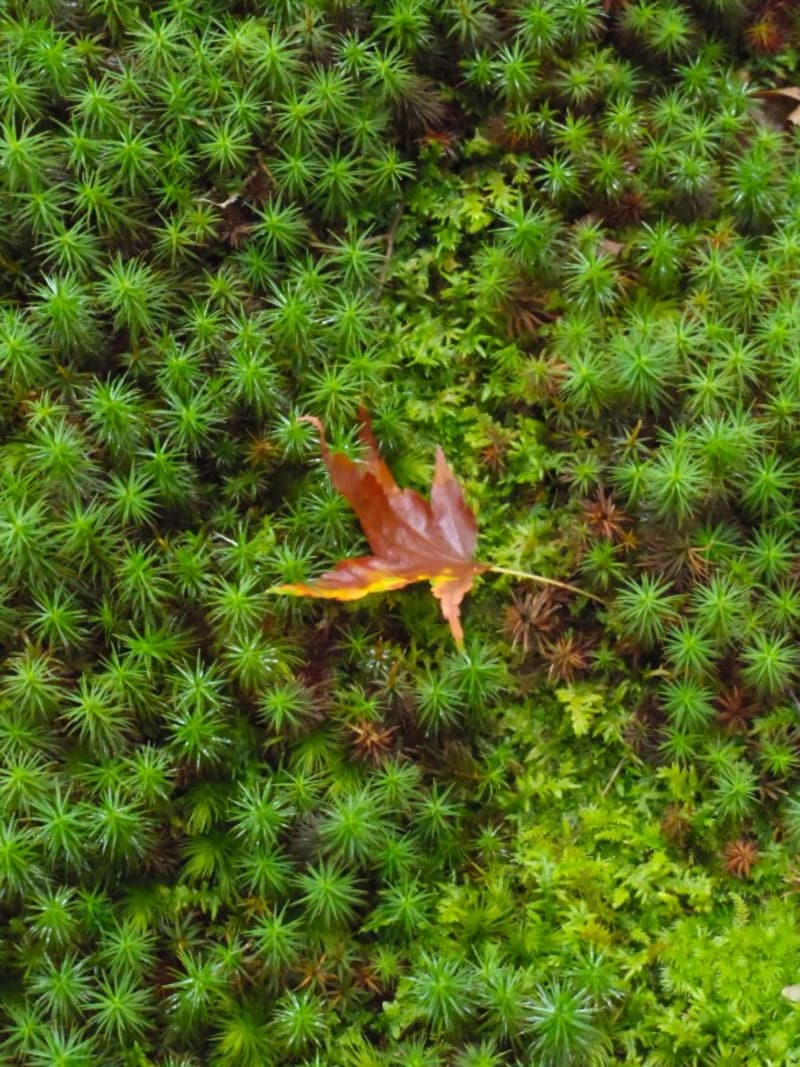 圓光寺の苔庭で見られるウマスギゴケ