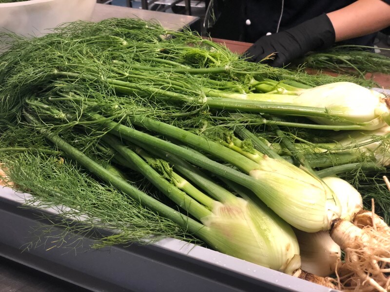 イースクが管理するオーガニックファーム産のフェンネル