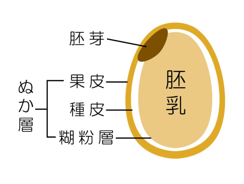 玄米の構造