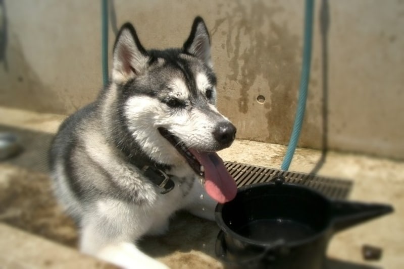 シベリアン・ハスキー