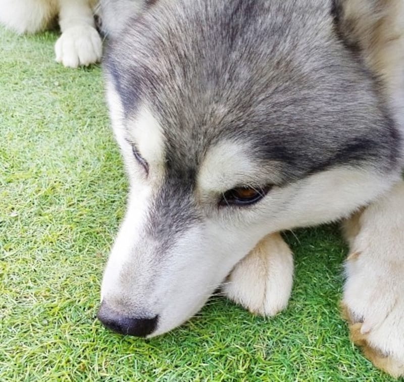 シベリアン・ハスキー