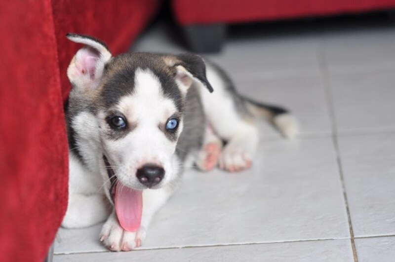シベリアン・ハスキーの子犬