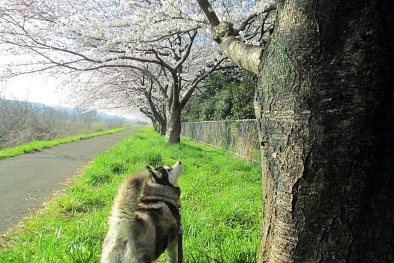 シベリアン・ハスキーと桜