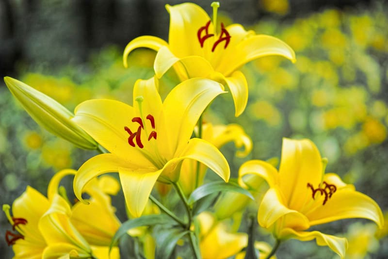 百合（ユリ）の花言葉・黄色：偽り