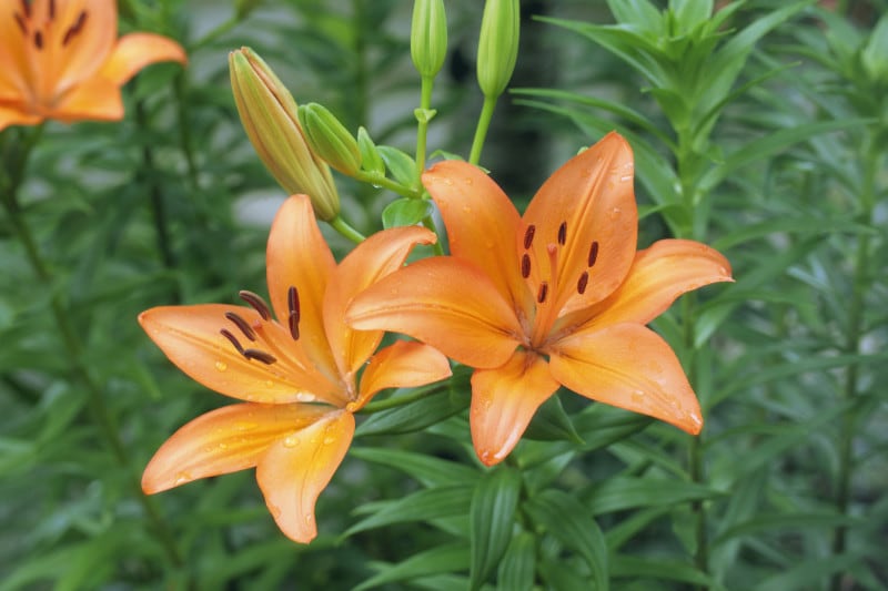 百合（ユリ）の花言葉・オレンジ：華麗