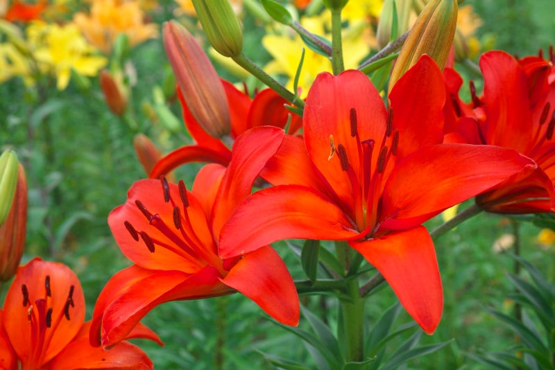 百合（ユリ）の花言葉・赤：虚栄心