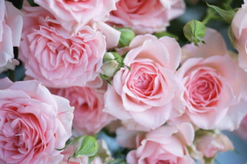 バラ（薔薇）の花言葉・ピンク