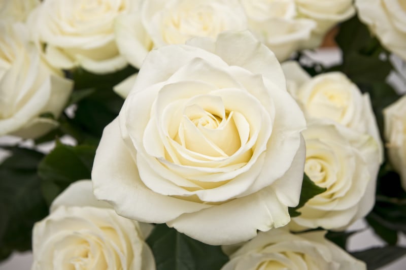 バラ(薔薇)の花言葉・白