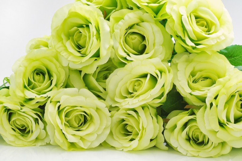 バラ(薔薇)の花言葉・緑