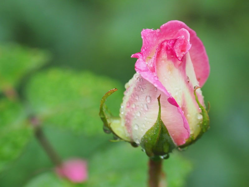 薔薇(バラ)の関連情報