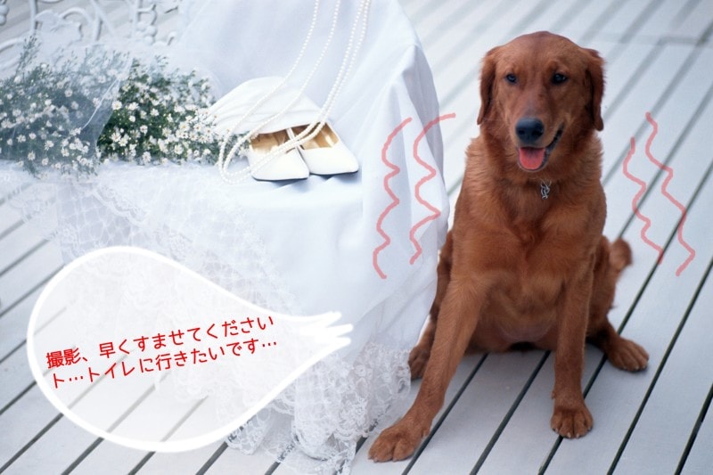 ゴールデン(トイレを我慢)