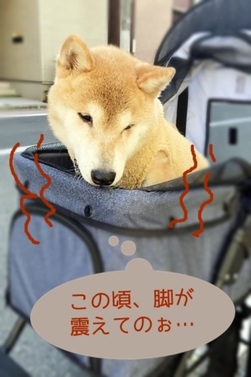 シニア犬(高齢)