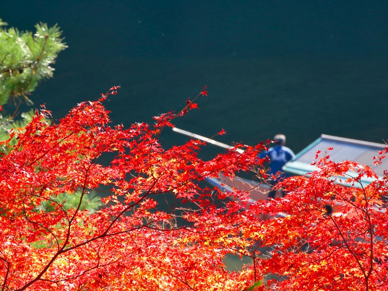 京都の紅葉を見に行くなら、いつ頃がオススメ？