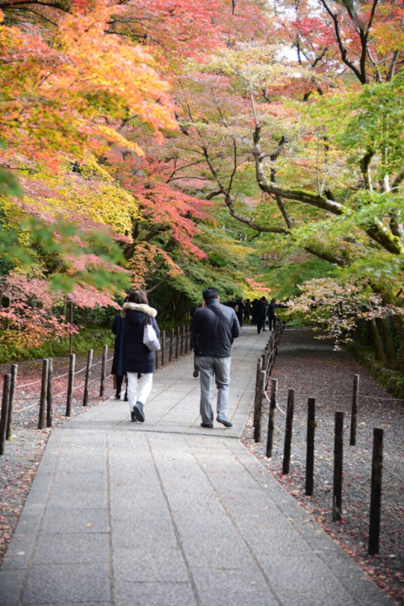 京都市の南西に位置する長岡京市の紅葉の名所、光明寺の参道。2017年11月20日の参道の様子