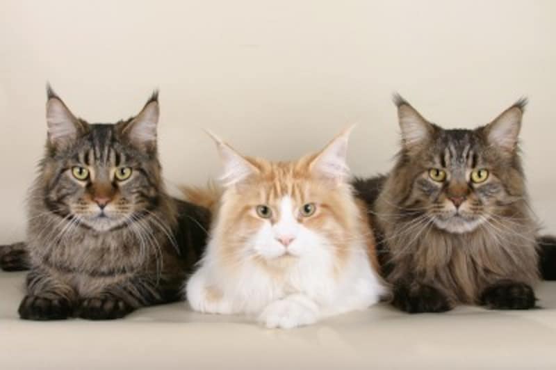 大型猫種メインクーンの歴史や特徴 寿命 飼育法 猫 All About