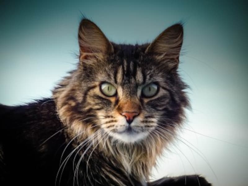 大型猫種メインクーンの歴史や特徴 寿命 飼育法 猫 All About