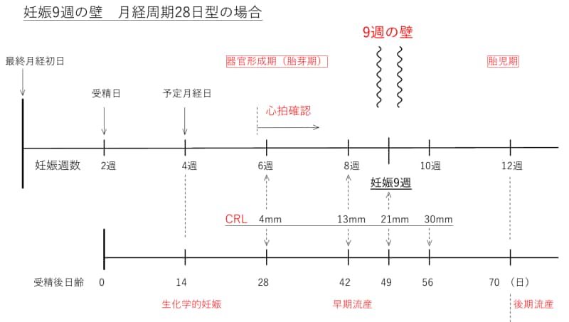 胎児の心拍確認、器官形成期 9週の壁・魔の9週