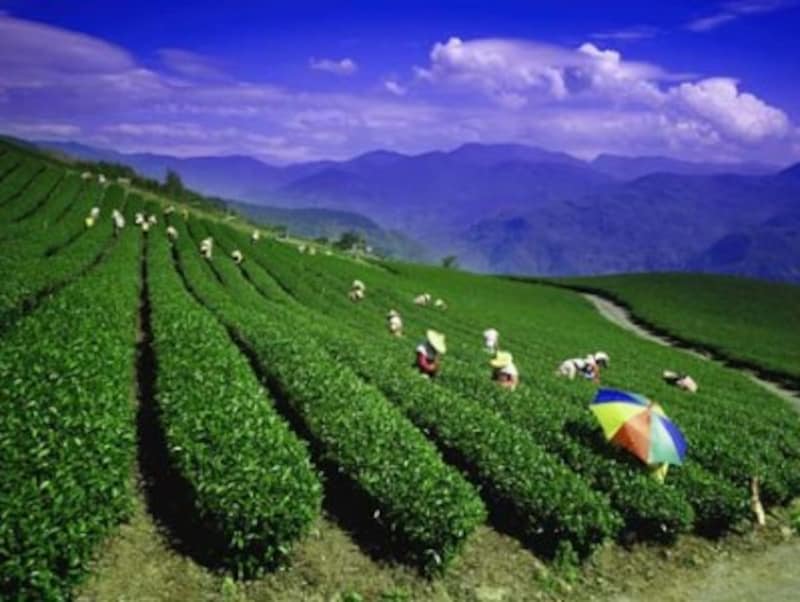 阿里山春茶
