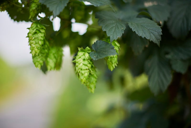 ホップは女性のためのハーブ!