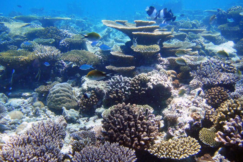 サンゴに優しい日焼け止め