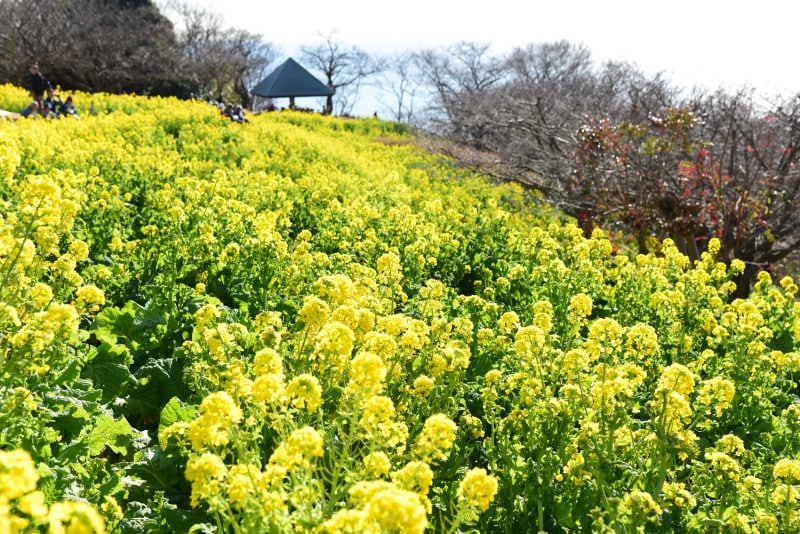 「吾妻山公園」の6万株の菜の花畑