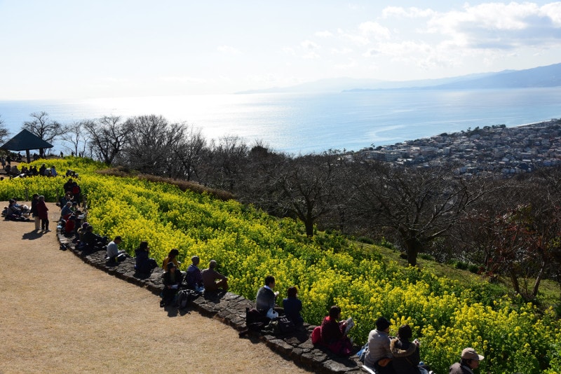 菜の花畑の向こうにキラキラと輝く相模湾や伊豆半島が見える