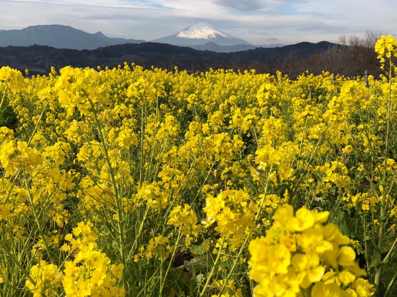 菜の花畑の向こうに富士山が見える日も